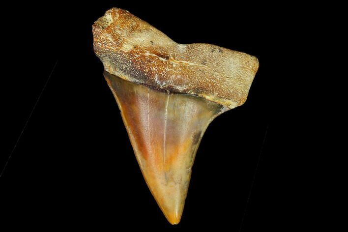 Colorful Mako/White Shark Tooth Fossil - Sharktooth Hill, CA #122706